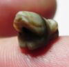 Picture of ANCIENT EGYPT, NEW KINGDOM BANDED AGATE FROG. 1550-1077 B.C