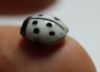 Picture of EGYPT. 200 years old? Venetian? Glass Ladybug inlay