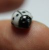 Picture of EGYPT. 200 years old? Venetian? Glass Ladybug inlay