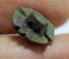 Picture of ANCIENT EGYPT. RARE NEW KINGDOM FAIENCE BUTTON SCARAB 13TH CENTURY B.C.