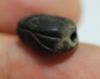 Picture of ANCIENT EGYPT. RARE NEW KINGDOM  STONE SCARAB 13TH CENTURY B.C.