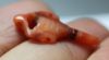 Picture of ANCIENT EGYPT. CARNELIAN CROCODILE? AMULET. 1250 B.C