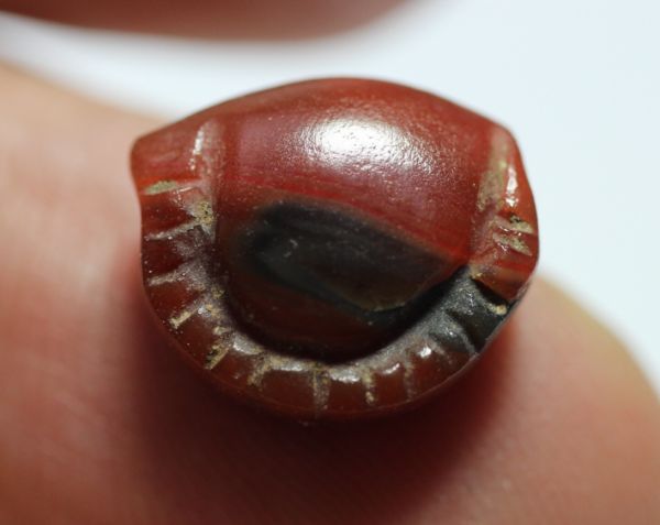 Picture of ANCIENT EGYPT. CARNELIAN SEA SHELL AMULET. 1250 B.C