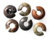 Picture of  Ancient Egypt. LOT OF 6 HAIR RINGS. NEW KINGDOM.   1250 B.C 