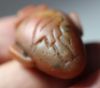 Picture of ANCIENT EGYPT.  EX. RARE CARNELIAN HEART AMULET ENGRAVED WITH AN IBIS. 1250 B.C