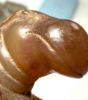 Picture of ANCIENT EGYPT.  CARNELIAN STONE FIGURE OF A HIPPOPOTAMOUS  . NEW KINGDOM 1400 1250 B.C