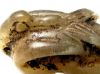 Picture of ANCIENT EGYPT.  CARNELIAN AMULET OF A DUCK  . NEW KINGDOM 1400 - 1250 B.C