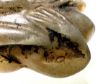 Picture of ANCIENT EGYPT.  CARNELIAN AMULET OF A DUCK  . NEW KINGDOM 1400 - 1250 B.C