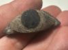 Picture of ANCIENT EGYPT. ALABASTER AND OBSIDIAN STONE EYE . LATE DYNASTY. 600 - 300 B.C