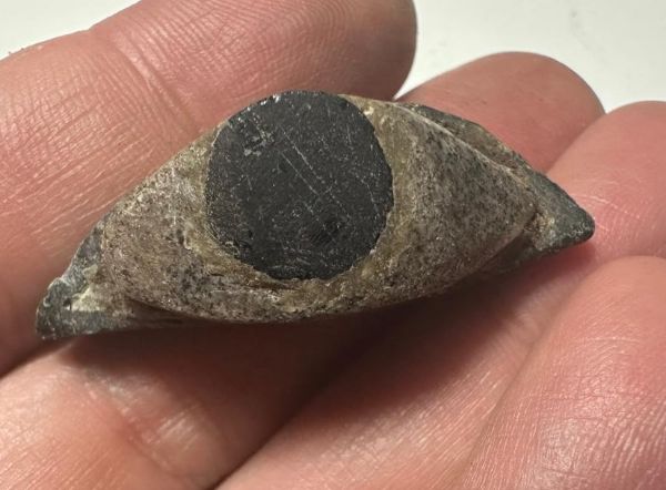 Picture of ANCIENT EGYPT. ALABASTER AND OBSIDIAN STONE EYE . LATE DYNASTY. 600 - 300 B.C