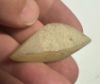 Picture of ANCIENT EGYPT. ALABASTER AND OBSIDIAN STONE EYE . NEW KINGDOM. 1400 - 1200 B.C