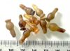 Picture of ANCIENT EGYPT . LOT OF 10 CARNELIAN POPPY SEED AMULET. 1200 B.C  NEW KINGDOM