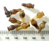 Picture of ANCIENT EGYPT . LOT OF 10 CARNELIAN POPPY SEED AMULET. 1200 B.C  NEW KINGDOM