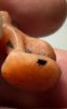 Picture of ANCIENT EGYPT, NEW KINGDOM CARNELIAN CAT AMULET. 1400 B.C