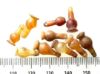 Picture of  ANCIENT EGYPT . LOT OF 10 CARNELIAN POPPY SEED AMULET. 1200 B.C  NEW KINGDOM