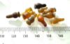 Picture of ANCIENT EGYPT . LOT OF 10 CARNELIAN POPPY SEED AMULET. 1200 B.C  NEW KINGDOM