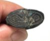 Picture of ANCIENT EGYPT.  FAIENCE RING. AMARNA. TIME OF KING TUTANKHAMUN. 1340 B.C .  LOTUS FLOWER