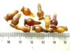 Picture of ANCIENT EGYPT . LOT OF 10 CARNELIAN POPPY SEED AMULET. 1200 B.C  NEW KINGDOM