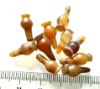 Picture of ANCIENT EGYPT . LOT OF 10 CARNELIAN POPPY SEED AMULET. 1200 B.C  NEW KINGDOM
