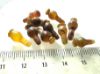 Picture of  ANCIENT EGYPT . LOT OF 10 CARNELIAN POPPY SEED AMULET. 1200 B.C  NEW KINGDOM