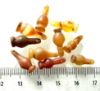 Picture of  ANCIENT EGYPT . LOT OF 10 CARNELIAN POPPY SEED AMULET. 1200 B.C  NEW KINGDOM