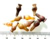 Picture of ANCIENT EGYPT . LOT OF 10 CARNELIAN POPPY SEED AMULET. 1200 B.C  NEW KINGDOM