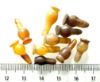 Picture of  ANCIENT EGYPT . LOT OF 10 CARNELIAN POPPY SEED AMULET. 1200 B.C  NEW KINGDOM