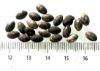 Picture of  ANCIENT EGYPT . LOT OF 22 SMALL SILVER  OVAL  BEADS . 1400 -  1200 B.C  NEW KINGDOM