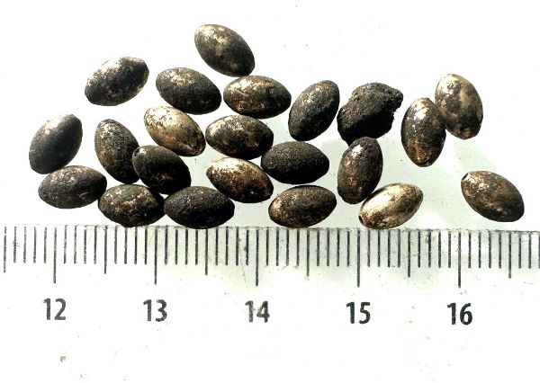 Picture of  ANCIENT EGYPT . LOT OF 22 SMALL SILVER  OVAL  BEADS . 1400 -  1200 B.C  NEW KINGDOM