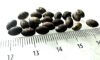 Picture of  ANCIENT EGYPT . LOT OF 22 SMALL SILVER  OVAL  BEADS . 1400 -  1200 B.C  NEW KINGDOM