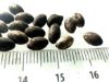 Picture of  ANCIENT EGYPT . LOT OF 22 SMALL SILVER  OVAL  BEADS . 1400 -  1200 B.C  NEW KINGDOM