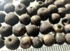 Picture of ANCIENT EGYPT . LOT OF 66 SMALL SILVER  ROUND BEADS . 1400 -  1200 B.C  NEW KINGDOM