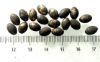 Picture of ANCIENT EGYPT . LOT OF 18 SMALL SILVER  OVAL  BEADS . 1400 -  1200 B.C  NEW KINGDOM