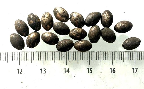 Picture of ANCIENT EGYPT . LOT OF 18 SMALL SILVER  OVAL  BEADS . 1400 -  1200 B.C  NEW KINGDOM
