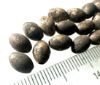 Picture of ANCIENT EGYPT . LOT OF 18 SMALL SILVER  OVAL  BEADS . 1400 -  1200 B.C  NEW KINGDOM