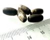 Picture of ANCIENT EGYPT . LOT OF 5 SILVER  MELON SHAPED  BEADS . 1400 -  1200 B.C  NEW KINGDOM