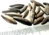 Picture of  ANCIENT EGYPT . LOT OF 28 SILVER  BEADS . 1400 -  1200 B.C  NEW KINGDOM