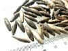Picture of ANCIENT EGYPT . LOT OF 77 SILVER  BEADS . 1400 -  1200 B.C  NEW KINGDOM