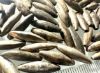 Picture of ANCIENT EGYPT . LOT OF 77 SILVER  BEADS . 1400 -  1200 B.C  NEW KINGDOM