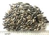 Picture of PRICE PER 1 BEAD.  ANCIENT EGYPT. NEW KINGDOM LARGE SILVER BEADS. 1400 - 1200 B.C  NEW KINGDOM