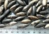 Picture of PRICE PER 1 BEAD.  ANCIENT EGYPT. NEW KINGDOM LARGE SILVER BEADS. 1400 - 1200 B.C  NEW KINGDOM