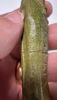 Picture of ANCIENT EGYPT. 26TH DYNASTY. FAIENCE USHABTI. 600 - 300 B.C  FOR SAMEREF PRIEST "HOR UDJA"