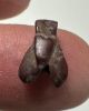 Picture of ANCIENT EGYPT, NEW KINGDOM RED JASPER FLY AMULET. 1400 B.C