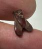 Picture of ANCIENT EGYPT, NEW KINGDOM RED JASPER FLY AMULET. 1400 B.C