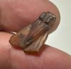 Picture of ANCIENT EGYPT, NEW KINGDOM CARNELIAN FLY AMULET. 1400 B.C