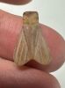 Picture of ANCIENT EGYPT, NEW KINGDOM STONE FLY AMULET. 1400 B.C