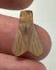 Picture of ANCIENT EGYPT, NEW KINGDOM STONE FLY AMULET. 1400 B.C
