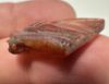 Picture of ANCIENT EGYPT. CARNELIAN EYE OF HORUS AMULET. 1250 B.C  NEW KINGDOM
