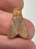 Picture of ANCIENT EGYPT. CARNELIAN FLY AMULET. 1250 B.C  NEW KINGDOM