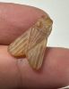 Picture of ANCIENT EGYPT. CARNELIAN FLY AMULET. 1250 B.C  NEW KINGDOM